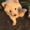 Satılık Samoyed yavruları  ilan Hayvanlar Alemi