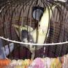 satılık dişi sulatan papağanı Resim