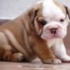   sevimli safkan İngiliz bulldog yavru Resim