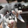 satılık sibirya kurdu husky yavrularımız ilan Hayvanlar Alemi