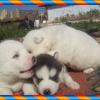 satılık sibirya kurdu husky yavrularımız Resim