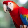 Macar ara papagani ilan Hayvanlar Alemi
