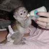 Evcilleştirilmiş Capuchin Monkeys Resim