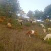Meraklısına damızlık  keçiler  ilan Hayvanlar Alemi