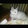 Saf beyaz renkli gözlü yavru Van kedisi 650tl ilan Hayvanlar Alemi