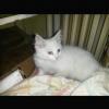 Saf beyaz renkli gözlü yavru Van kedisi 650tl Resim
