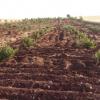 ACİL!! ihtiyaçtan satılık arsa yatırımlık ve ya bağ evi için ekili dikili arazi Resim