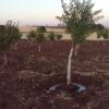 ACİL!! ihtiyaçtan satılık arsa yatırımlık ve ya bağ evi için ekili dikili arazi Resim