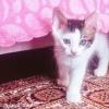 3 aylık van kedisi yavrusu Resim