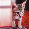 3 aylık van kedisi yavrusu Resim