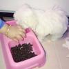 Yavru maltese terrier tick up Resim