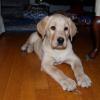 Labrador Golden Retriever yavruları satılık ilan Hayvanlar Alemi