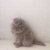 scottish fold yavru kediler  Resim