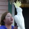 Satılık cockatoo ilan Hayvanlar Alemi