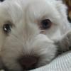 2 aylık terrier köpek  Resim
