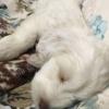 2 aylık terrier köpek  Resim