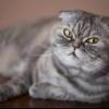 Scottish fold (iskoç kedisi) satılıktır ilan Hayvanlar Alemi