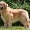 Has golden ev köpeği 1 yaşında eğitimli uzun tüylü sarışın 500 tl dişi ilan Hayvanlar Alemi