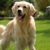 Has golden ev köpeği 1 yaşında eğitimli uzun tüylü sarışın 500 tl dişi Resim