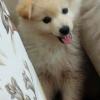 Satılık Köpek Pomeranian Boo ilan Hayvanlar Alemi