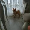 Satılık Köpek Pomeranian Boo Resim