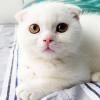 minik yavru scottish fold bebeklerimiz :) ilan Hayvanlar Alemi