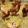 Organik Yumurta Toptan Parakende ilan Yiyecek İçecek