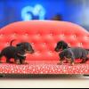 dachshund köpek yavruları ilan Hayvanlar Alemi