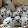 Ragdoll kedi yavruları yeni bir ev arıyor ilan Hayvanlar Alemi