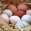 australorp sussex ve ameraucana(mavi yumurta)döllü yumurta çeşitleri ilan Hayvanlar Alemi