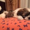 shih-tzu yavrusu ilan Hayvanlar Alemi