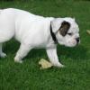 Satılık ingilizce bulldog ilan Hayvanlar Alemi