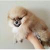 pomeranian boo  ilan Hayvanlar Alemi