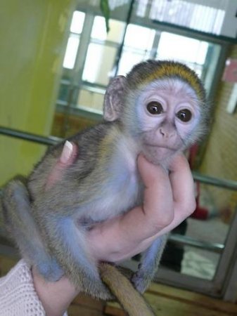 bebek maymun sahiplenme