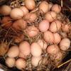 Organik Gunluk Yumurta 1 ₺  ilan Yiyecek İçecek