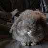 Amerikan Fuzzy Lop Tavşanı  Resim
