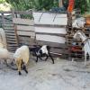 Acil satılık keçi ve koyun Resim