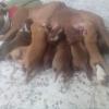 safkan pitbull rednose yavruları Resim