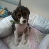 46 günlük beagle dişi yavru ilan Hayvanlar Alemi