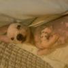 3.5 aylık chinese cerested tüysüz çin  köpeği  Resim