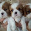 SATILIK ORJİNAL CAVALİER KİNG CHARLES YAVRULARI 0535 896 59 19 ilan Hayvanlar Alemi