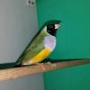 kanarya muhabbet finc papagan kafes kuslari serisi Resim