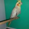 kanarya muhabbet finc papagan kafes kuslari serisi Resim