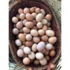 organik yumurta ilan Yiyecek İçecek