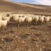 Sivas kangal koyunu 150 adet gebe 2 yasinda koyun ilan Hayvanlar Alemi