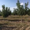 Sahibinden Gayet Bakımlı Amerikan Chester Cevizli Bahçe 8000m² Yatırımlık ilan Satılık Arsa Tarla