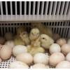Bresse Kuluçkalık Yumurta Ücretsiz Kargo ilan Hayvanlar Alemi