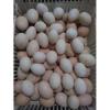 Bresse Kuluçkalık Yumurta Ücretsiz Kargo Resim